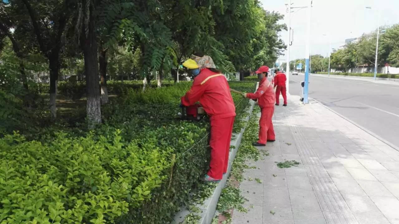 植物租摆,如何为办公室注入绿色生机?