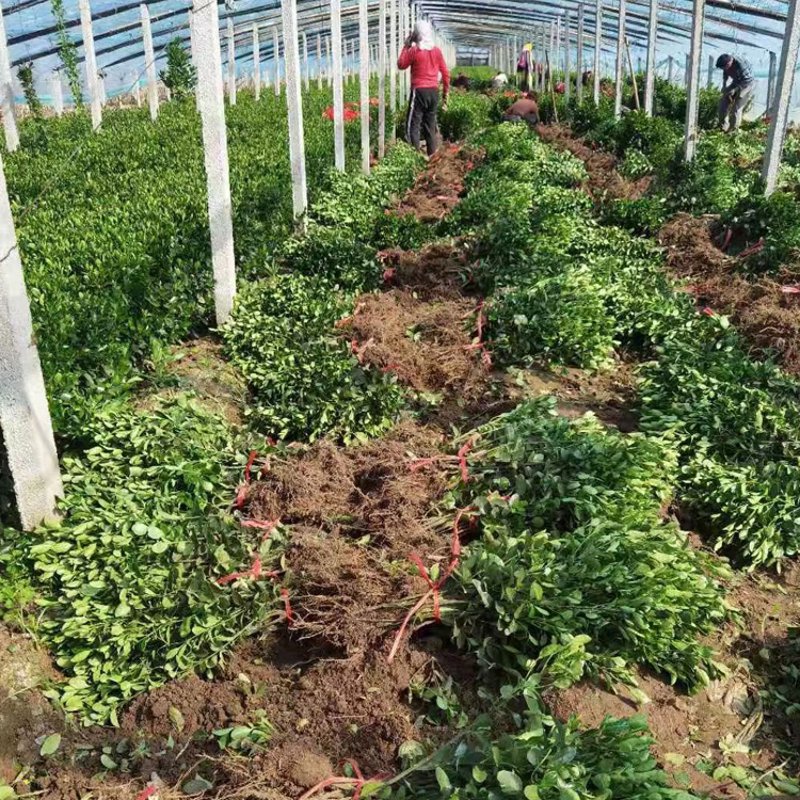 花卉租赁:打造专业而温馨的工作环境