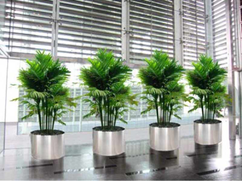 植物租摆:为企业增添绿色生机